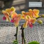 Orchid – Mini Pot